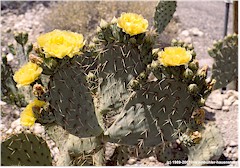 Gelbe Kaktus-Blten im Organ Pipe Cactus NM