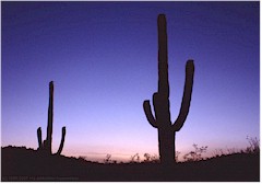 Zwei Saguaro in der Abenddmmerung im Organ Pipe Cactus NM