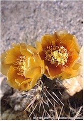 Gelbe Kaktus-Blten im Organ Pipe Cactus NM