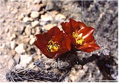 Rote Kaktus-Blten im Organ Pipe Cactus NM