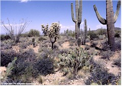 Verschiedene Kakteen im Saguaro NM