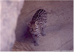 Ozelot im Arizona Sonora Desert Museum