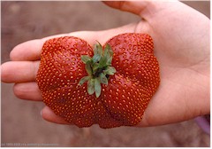 Erdbeere, fast so gross wie Susannes Hand