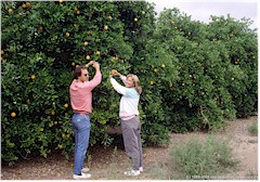 Reto und Susanne pflcken Orangen direkt vom Baum