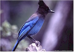 Steller's Hher im Yosemite NP