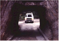 Unser VW Bus hinter dem "Tunnel Tree" bei Leggett, CA
