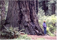 Susanne am Fuss des angeblich hchsten Redwood der Welt, Redwood NP