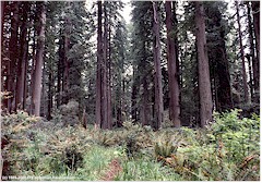 Redwoods im Redwood NP