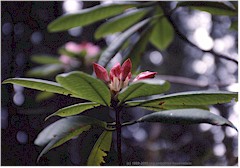 Rhododendron-Blte im Redwood NP