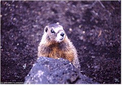Murmeltier im Craters of the Moon NM