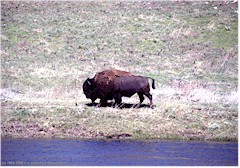 Bison am Flussufer im Yellowstone NP