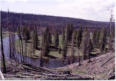 Wald und Fluss im Yellowstone NP
