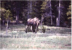 Elch im Yellowstone NP