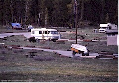Bison auf dem Campingplatz im Yellowstone NP