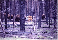 Bison-Herde mit Jungtieren im Wald des Yellowstone NP