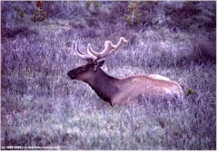 Wapitihirsch im Yellowstone NP