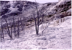 Sinter-Terrassen bei Mammoth Hot Springs im Yellowstone NP