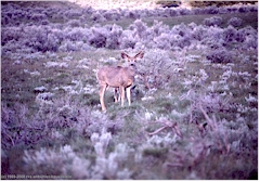 Maultierhirsch im Yellowstone NP
