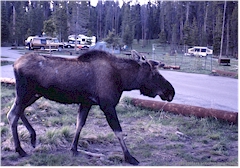 Elch auf dem Campingplatz im Yellowstone NP