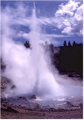 Geyser Echinus im Norris Geyser Basin des Yellowstone NP