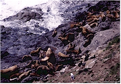 Seelwen bei den Sea Lion Caves an der Pazifikkste in Oregon
