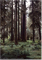 Regenwald im Olympic NP