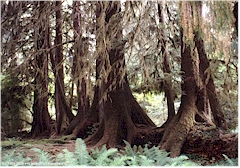 Ammenbaum in Regenwald des Olympic NP
