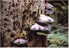 Pilze im Olympic NP