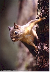 Eichhrnchen im Olympic NP