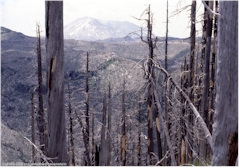 Zerstrte Wlder im Mount Saint Helens NVM