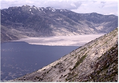 Baumstmme im Spirit Lake des Mount Saint Helens NVM
