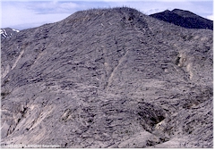 Geknickte Bume im Mount Saint Helens NVM