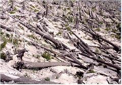 Geknickte Bume im Mount Saint Helens NVM