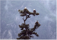 Bold Eagles (Seeadler) im Prince William Sound bei Valdez, Alaska