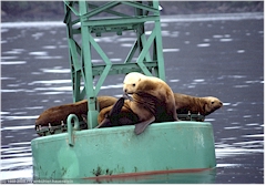 Seals (Seehunde) im Prince William Sound bei Valdez, Alaska