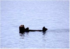 Sea Otter (Seeotter) im Prince William Sound bei Valdez, Alaska