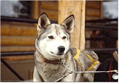 Husky in Anchorage, Alaska