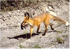 Fuchs mit Beute im Denali NP