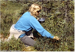 Susanne beim Heidelbeeren pflcken