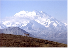 Karibu vor dem Mount McKinley im Denali NP