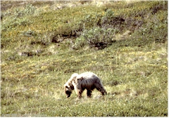 Grislybr im Denali NP
