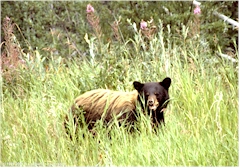 Schwarzbr am Alaska Highway