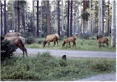 Wapitihirsche im Jasper NP