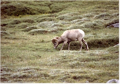 Dallschaf im Jasper NP