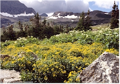 Alpine Blumenwiese im Glacier NP