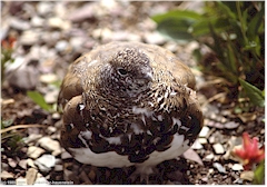 Ptarmigan (Rauhfusshuhn) im Glacier NP