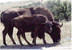 Bisonmutter mit Kalb im Theodore Roosevelt NP