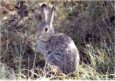 Hase im Theodore Roosevelt NP