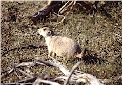 Prairie Dog (Prriehund) im Theodore Roosevelt NP