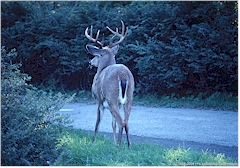 White Tail Deer (Weisswedelhirsch) im Shenandoah NP